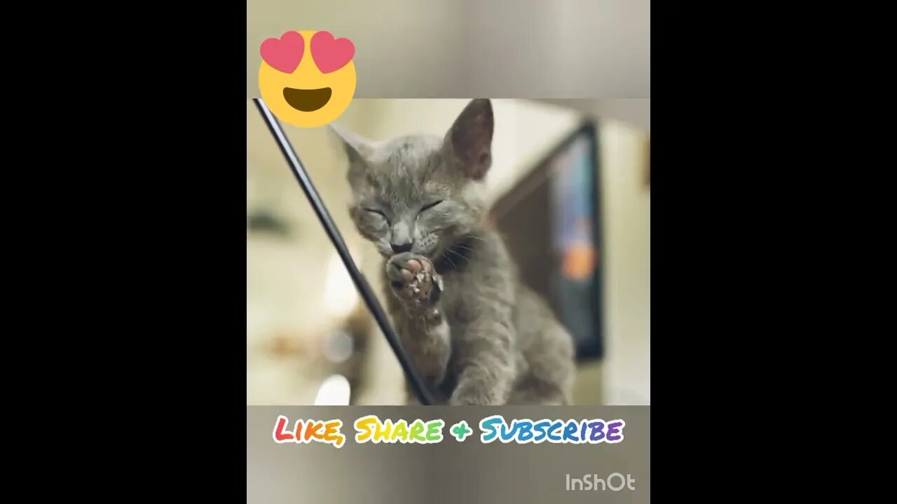 Funny Cat Licking Foot