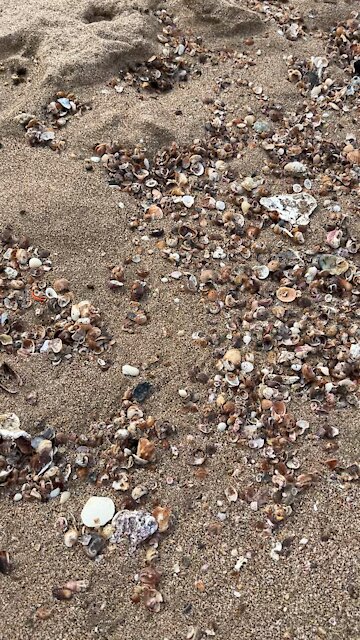 At Olas Altas today 🏖