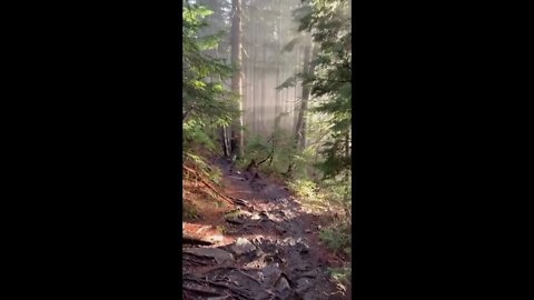 Morning Rays Hitting The Forrest