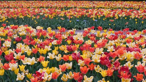 Beautiful Tulip Flowers & Welcome Spring Relaxation Music