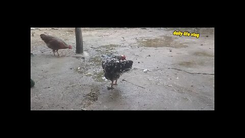 hens take care of their feathers | daily life vlog