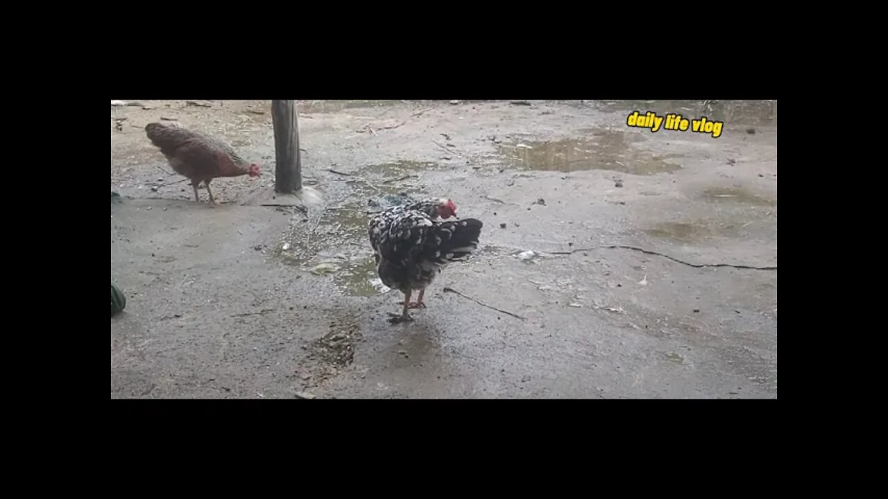 hens take care of their feathers | daily life vlog