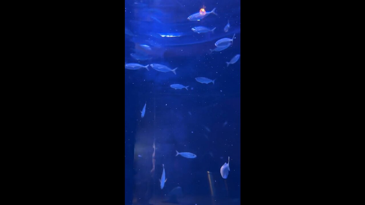 Visit to an Aquarium