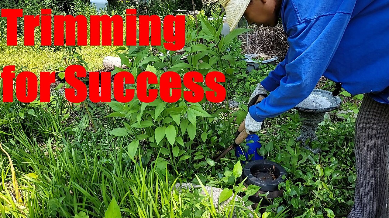 Trimming Fig trees and clearing for Sunchokes