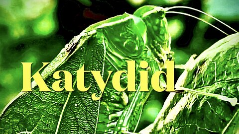 Katydid