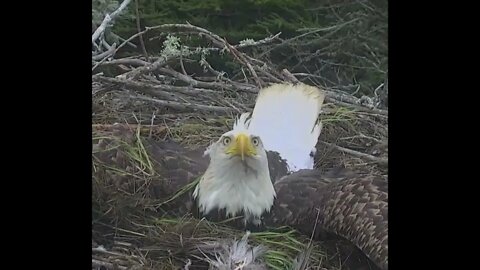 Bald Eagle - Defense Mode