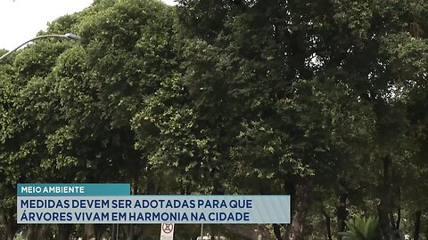 Meio Ambiente: Medidas Devem ser Adotadas para que Árvores Vivam em Harmonia na Cidade.