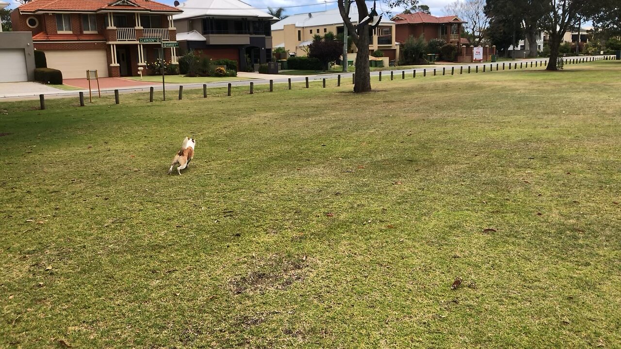 Thinks swooping birds are his friends 🤣😆🤦‍♂️🤣😆
