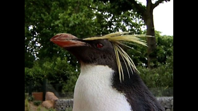 Penguin Playground