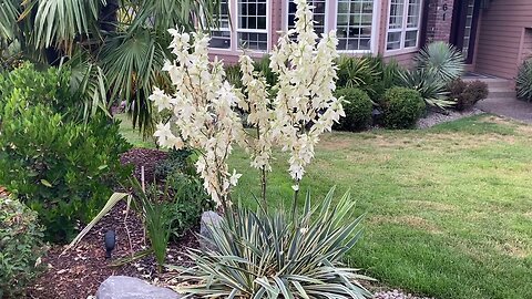 Maximum Yucca