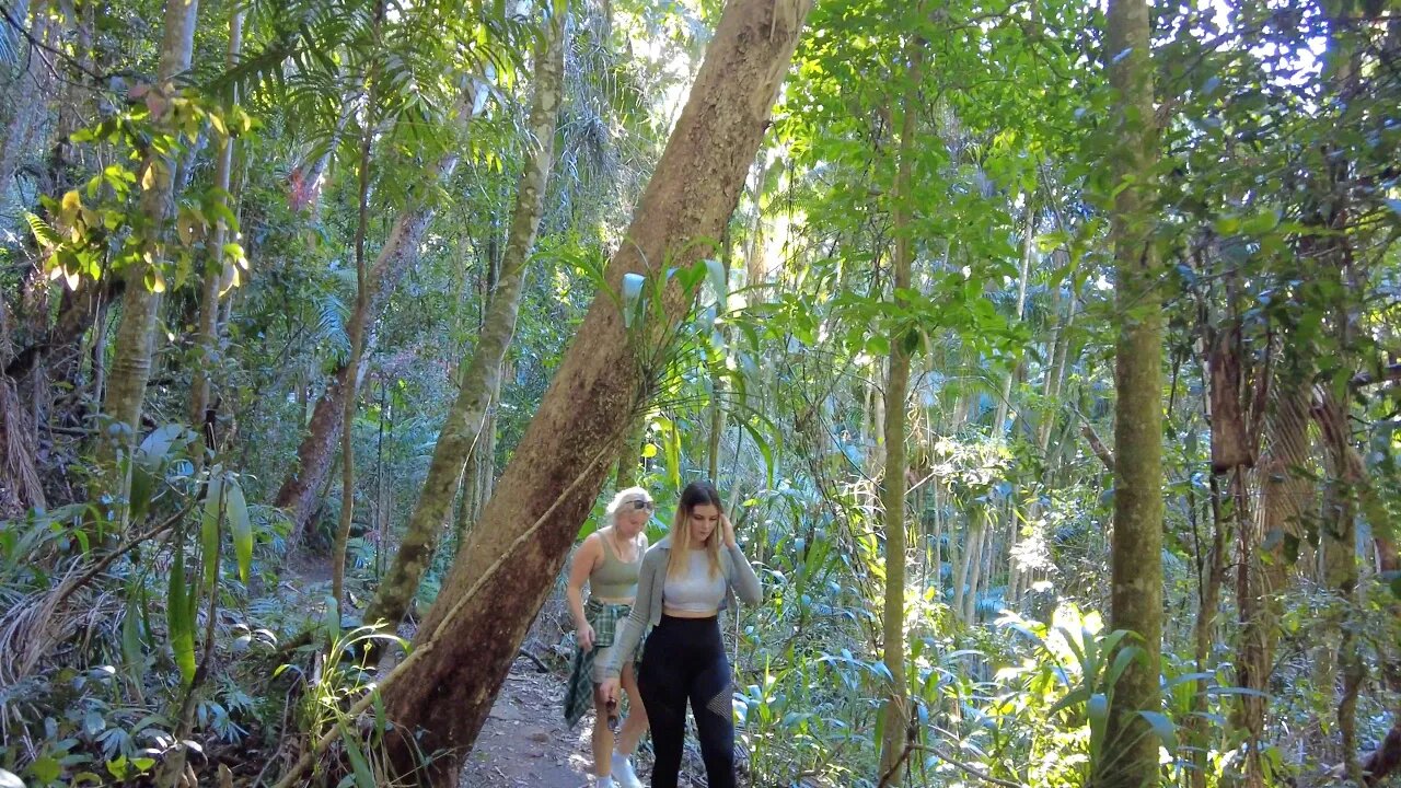 MOUNT TAMBORINE RAINFOREST WALK IN AUSTRALIA - QUEENSLAND