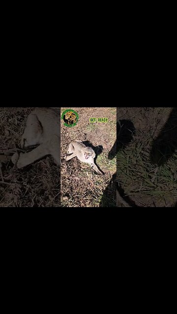 Bobcat No. 3 Wanted Me Dead #outdoors #trapping #viral #oklahoma #fyp