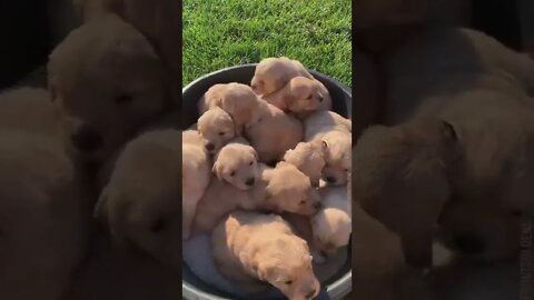 🐕Golden Retriever and Her Puppies🐶🐾