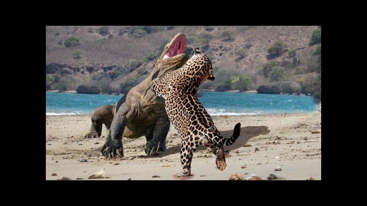 🔥💥🔥💥🔥💥🔥🔥🔥Cheetah vs crocodile impressive fight 💥💥🔥🔥