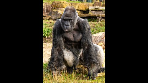GORILLA SHOWS OFF BABY TO HUMAN