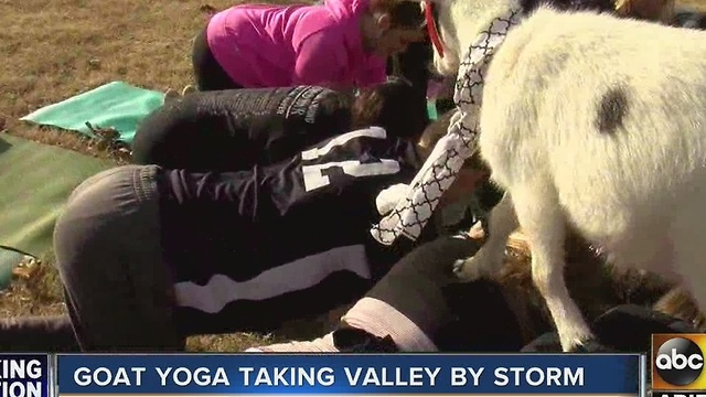 Goat yoga bringing the Valley together one goat at a time