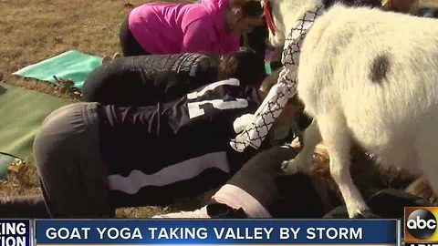 Goat yoga bringing the Valley together one goat at a time