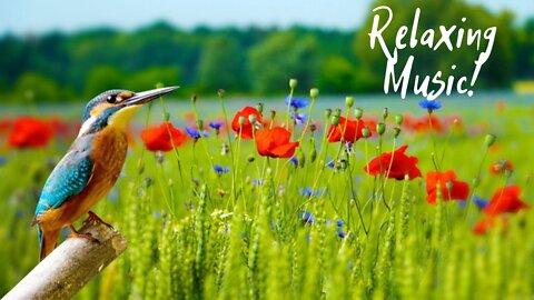 Relaxing Music, Sleeping Music, Stress Relief Music, Sleep Music, Spa, Meditation, Yoga, Zen