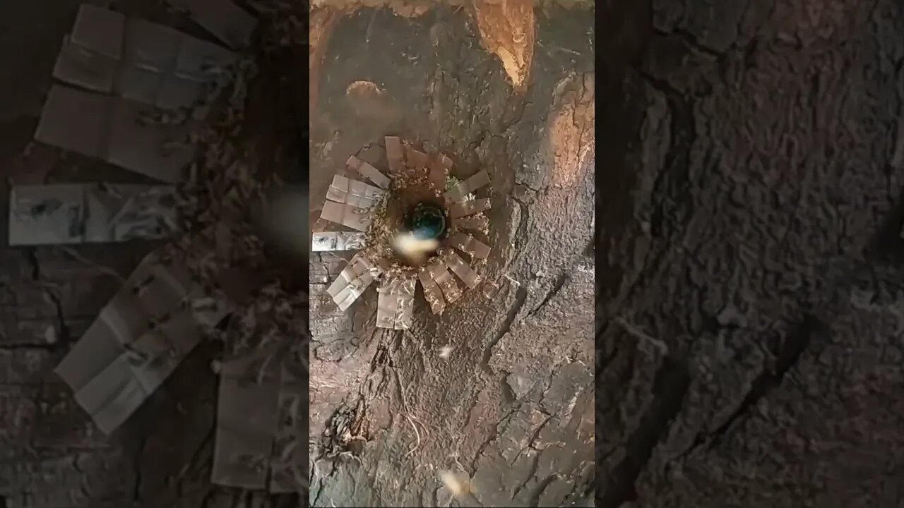 Enxame dos grandes de abelha Jataí 🐝 #shorts