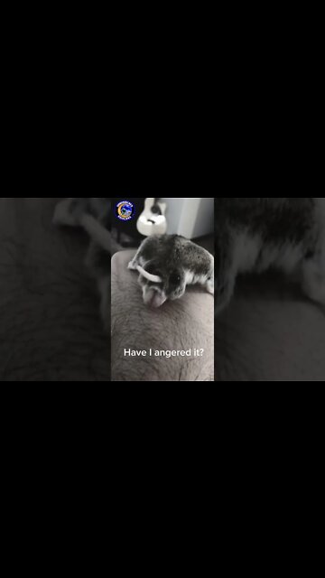 What... is this thing