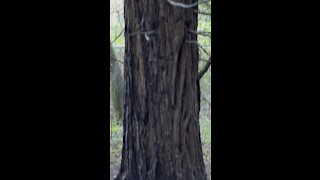 Redwood Close Up