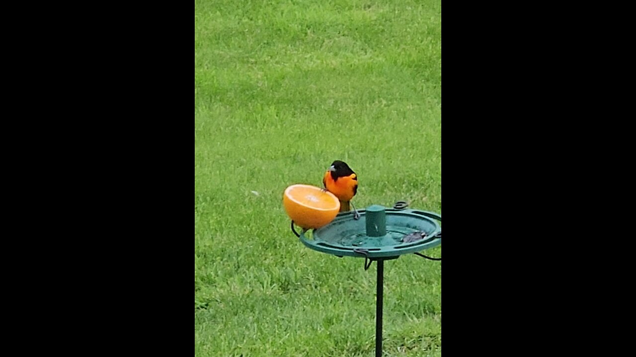 Oriole Enjoys An Orange