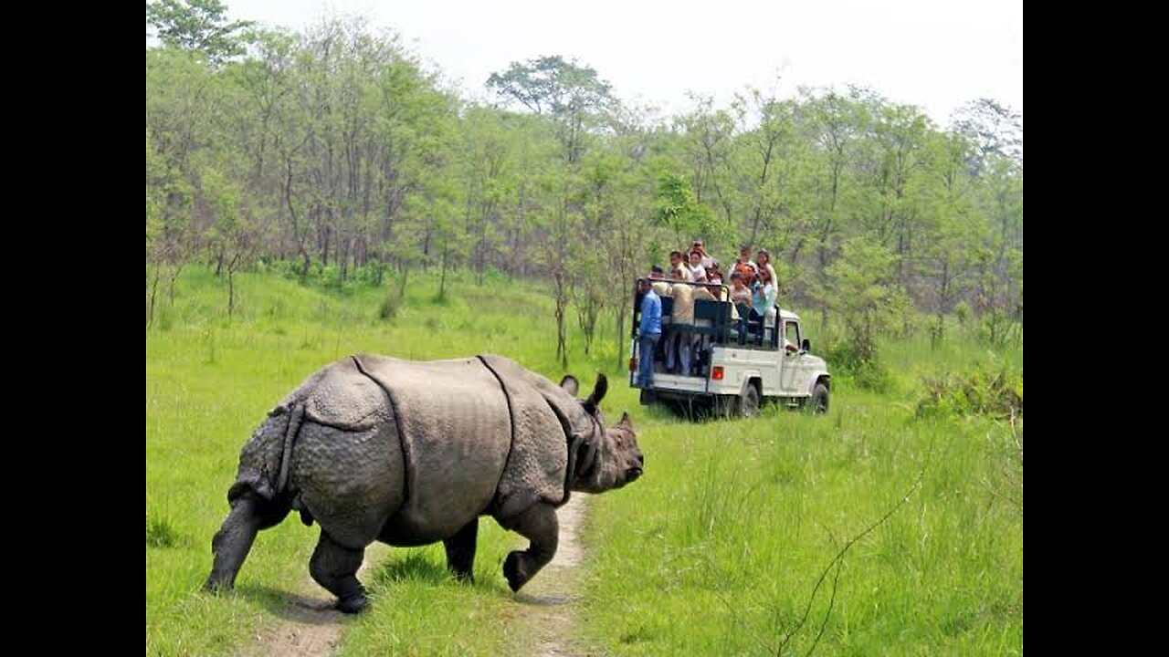 rhino in chitwan street