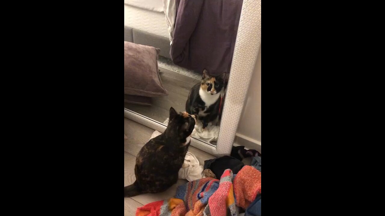 She’s starting with the cat in the mirror!