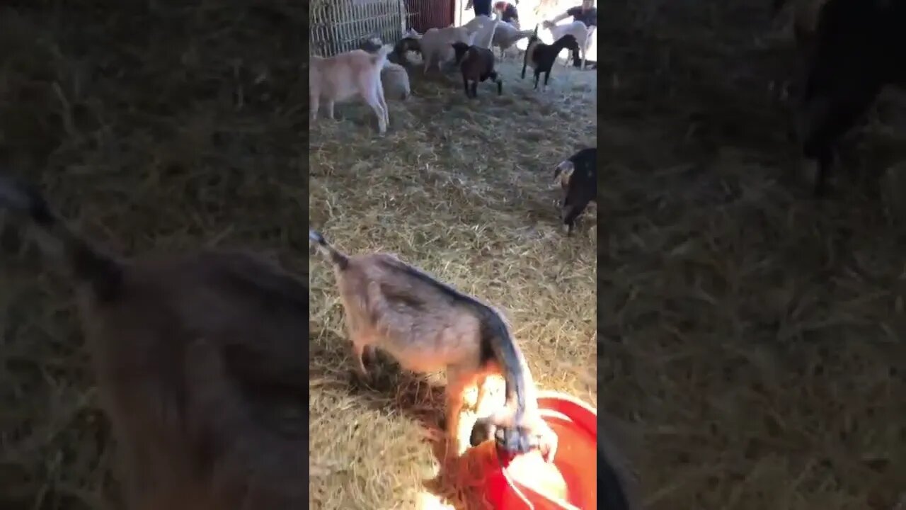 Visiting Island Hill Farms PEI