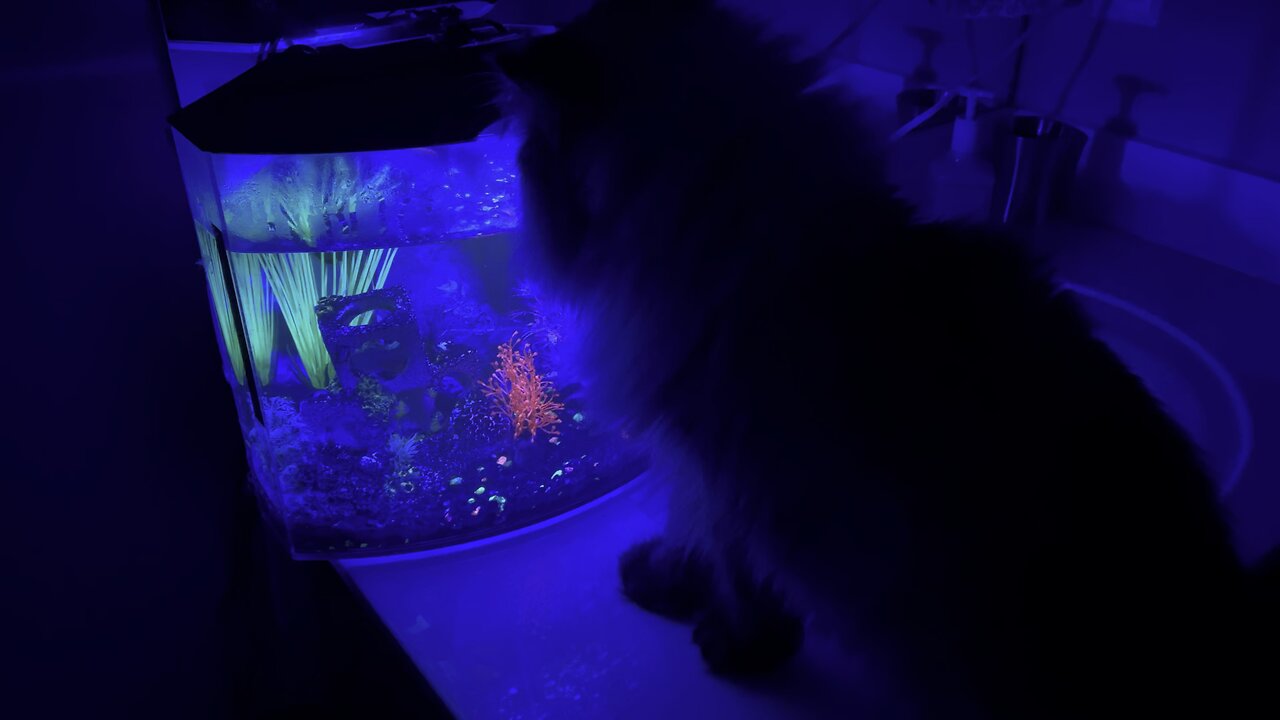 Just a cat 🐈 and his fish 🐠 (Widescreen) #GlowFish #Persian