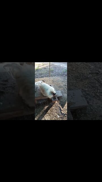 Good morning Silkie Rooster