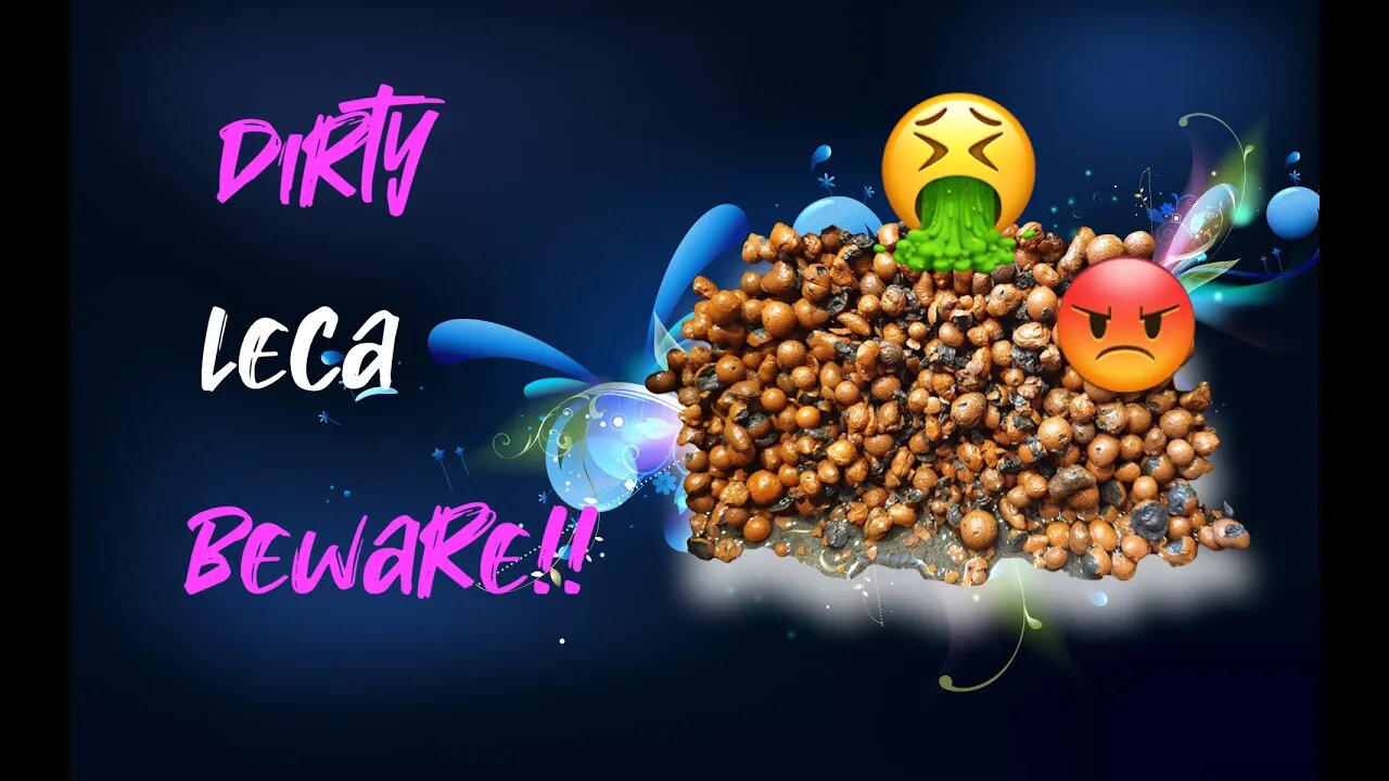 How to clean leca | A WARNING | MY DEFINITION OF DIRTY LECA EXPLAINED | Beginner leca user awareness