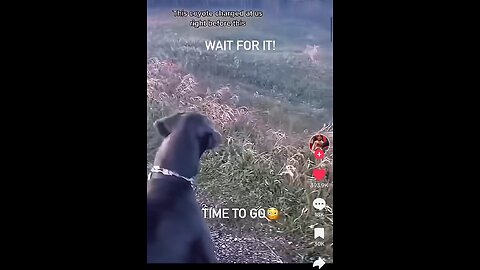 Dog Meets Coyotes