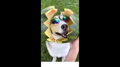 Adorable Dog _ Funny Dog Videos _ Cute Viral Dogs _ @Shorts_Full-HD