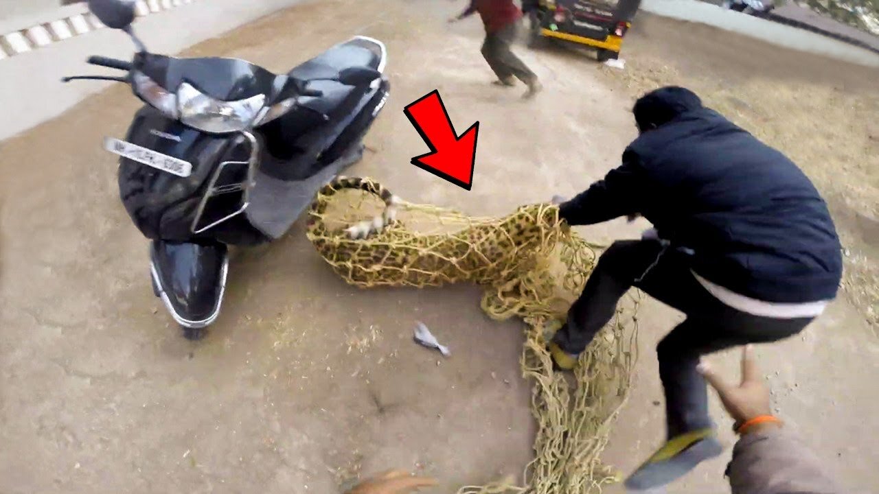 Animals That Asked People for Help & Kindness !