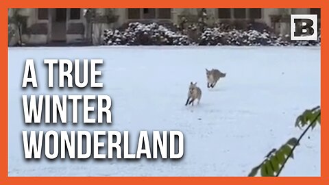 Foxes Frolic in Snow at Oxford's Magdalen College – A Winter Wonderland Worthy of C.S. Lewis