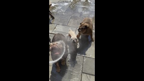 Just tryna clean the garden in peace 😅