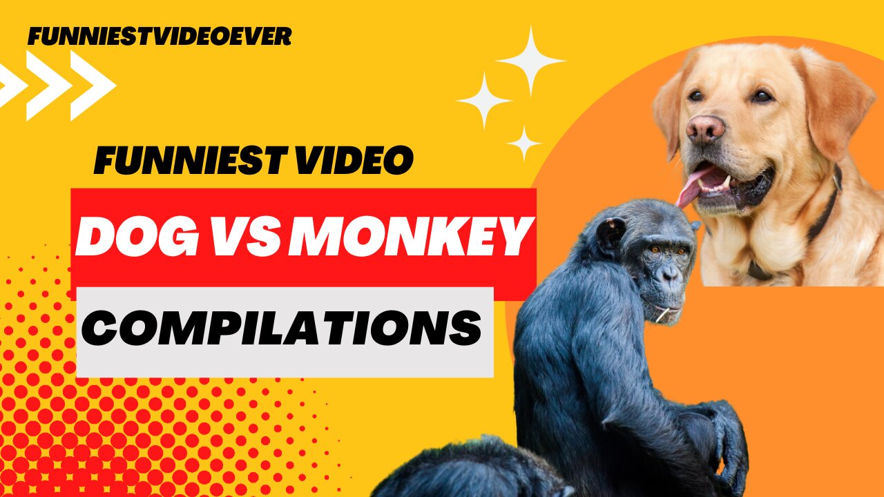 Dog vs Monkey, Compilation Best Ever, 2023.