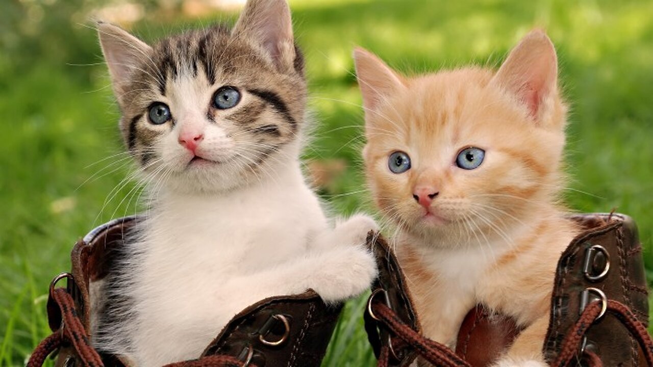 #shorts cat meme & kitten (tik tok video]💘 - funny cats meow