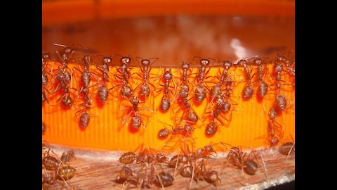 Squid eaten by EXTREME FIRE ANTS | Animal Timelapse |