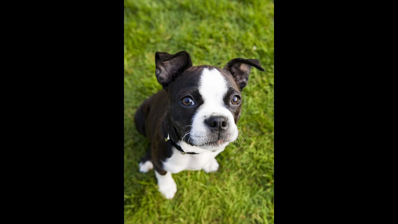 Very rare dog breed with a LONG life expectancy