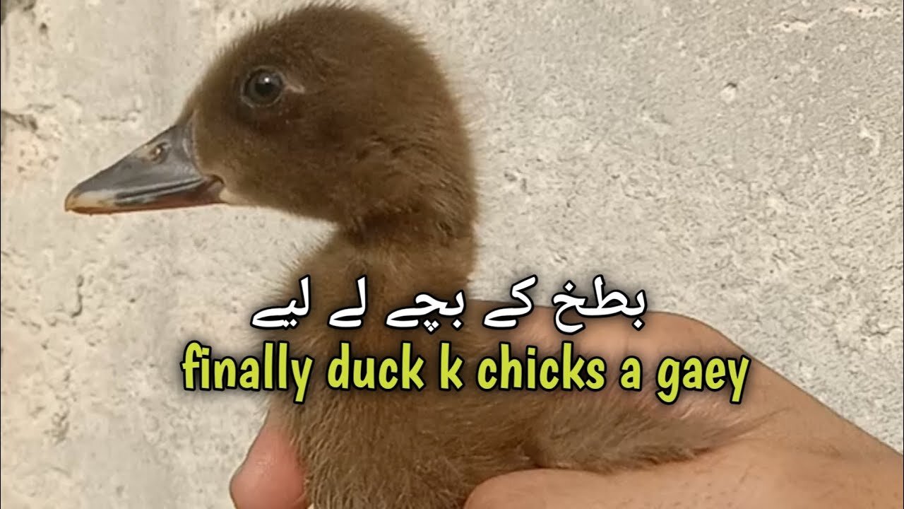 Duck's chicks || aseel chicks || small bentum hen || green parrot || kala teetar
