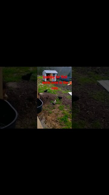 A little rain won't keep them cooped up.