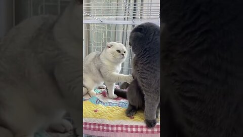 "Favorite Funny Animal Videos."