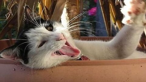 Funniest animals videos of 2024. Cats and dogs videos. Part 4