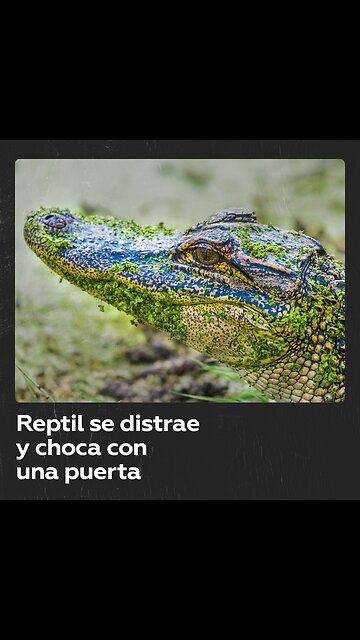 Reptil sufre un 'accidente' y se viraliza en la Red