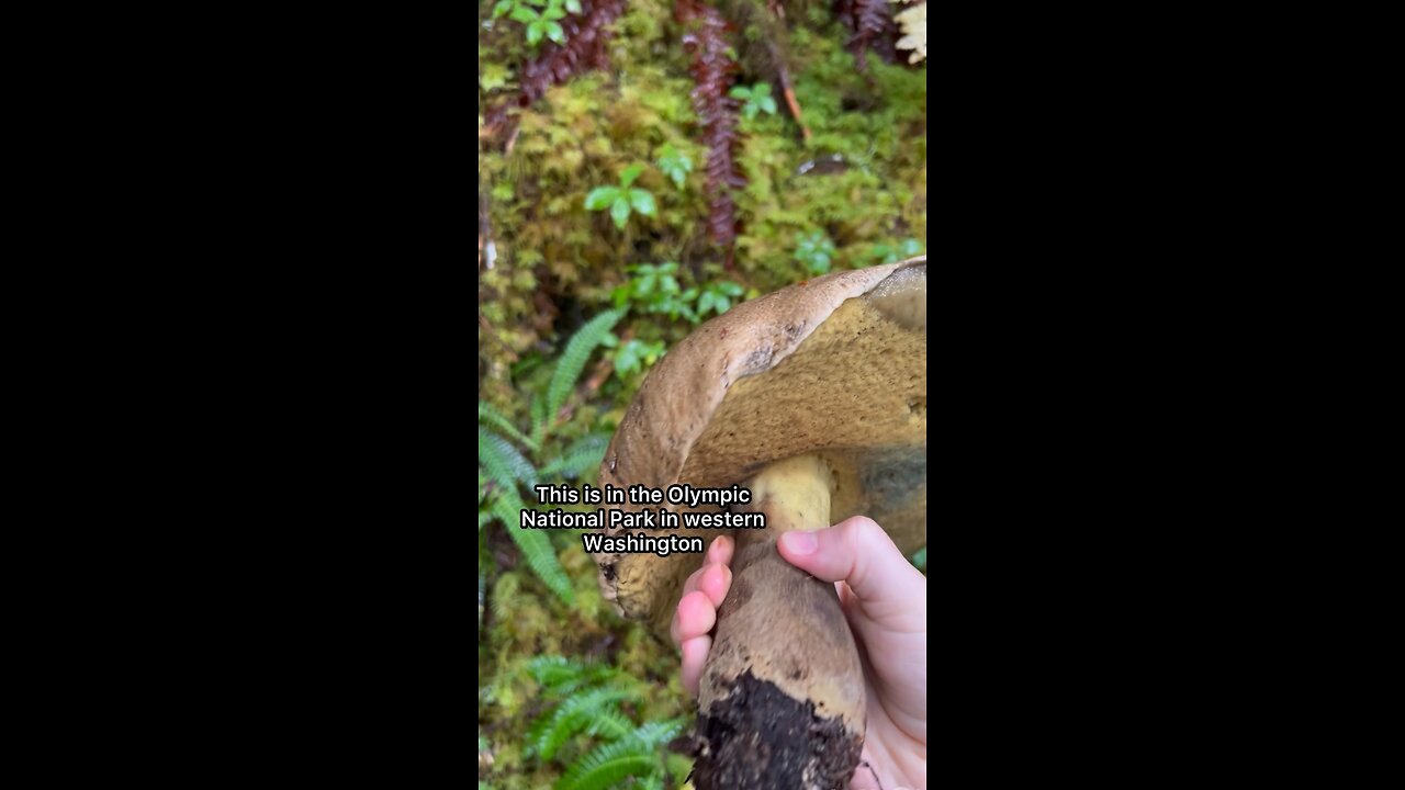 MASSIVE King Bolete / Choice Edible #olympicnationalforest #forest #hiking #explore