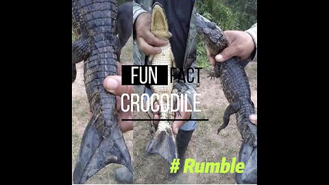 Mutant Crocodile Discovered with a Mermaid-Like Tail