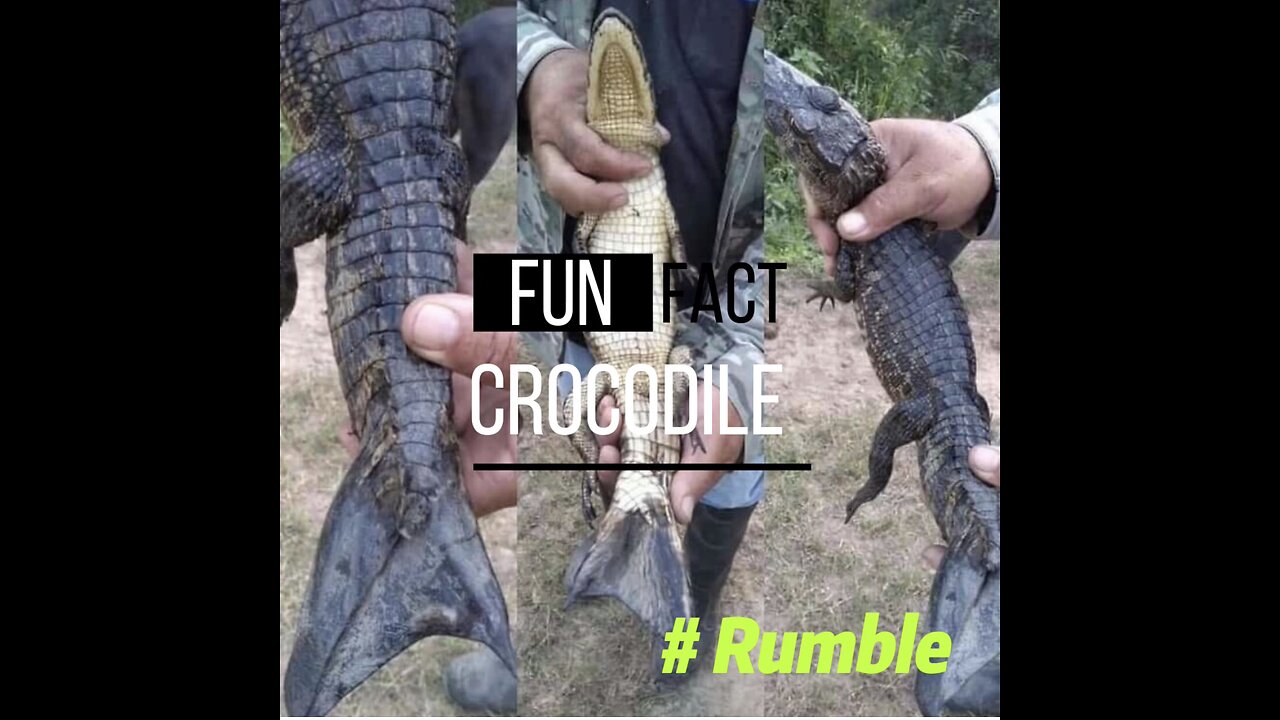 Mutant Crocodile Discovered with a Mermaid-Like Tail