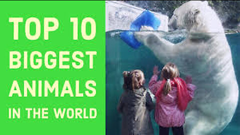Top 10 biggest animals in the world